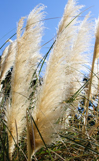 Close-up of grass against sky