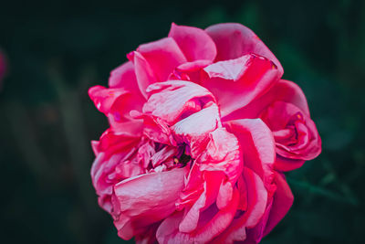 Close-up of pink rose