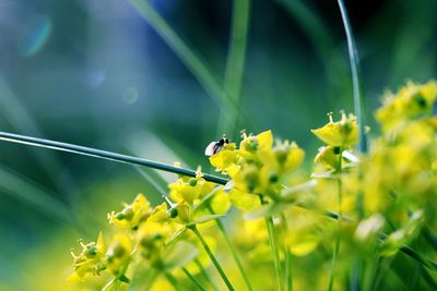 Close-up of bee pollinating on yellow flower