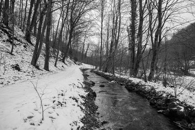 Bare trees on snow covered road