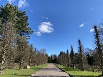 Empty road amidst trees against blue sky
