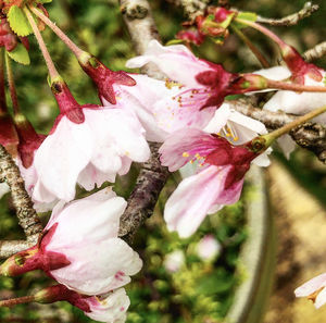 Close-up of pink flowering plant