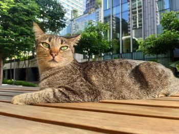 Portrait of a cat against building