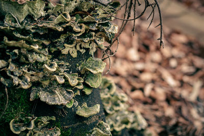 Close-up of moss growing on tree