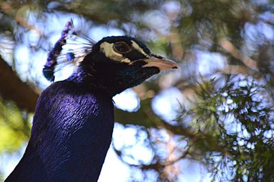 Low angle view of peacock perching on tree