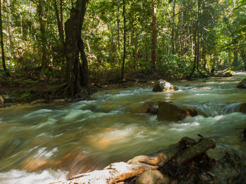 Stream flowing amidst trees in forest