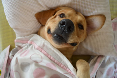 Close-up portrait of dog