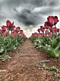 Red flowering plants on field against sky