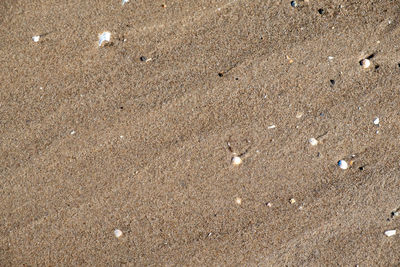 High angle view of shells on sand