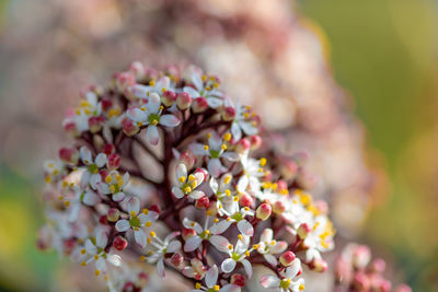 Close up of japanese skimmia  flowers in bloom