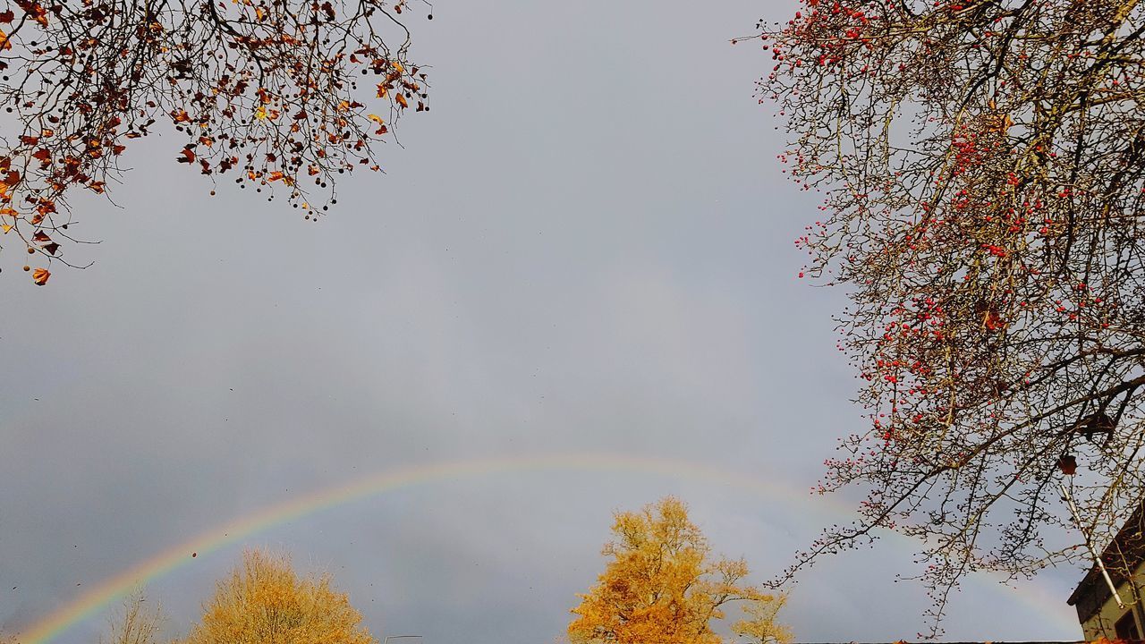 LOW ANGLE VIEW OF RAINBOW OVER TREES DURING AUTUMN