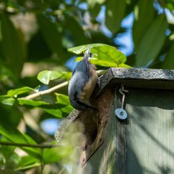 Close-up of bird perching on tree