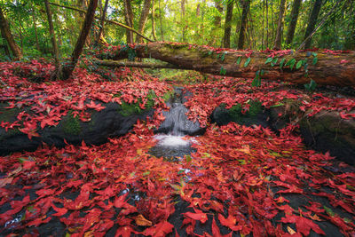 Autumn leaves in stream amidst trees in forest