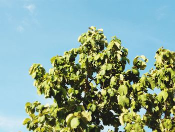 Low angle view of flower tree