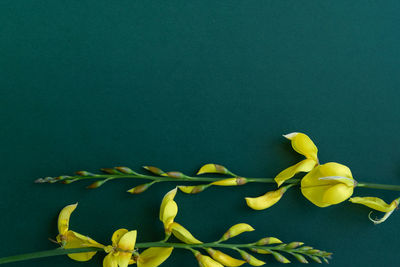 Close-up of yellow flower against black background