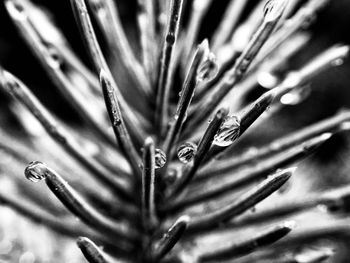 Close-up of water drops on flower