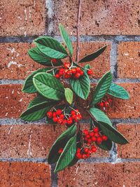 Close-up of multi colored plant