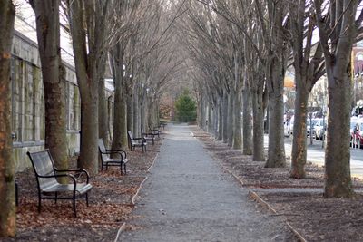 Walkway amidst trees in city