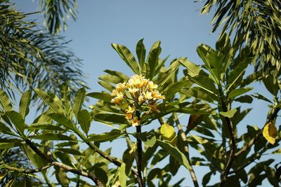 Low angle view of flowering plants against sky