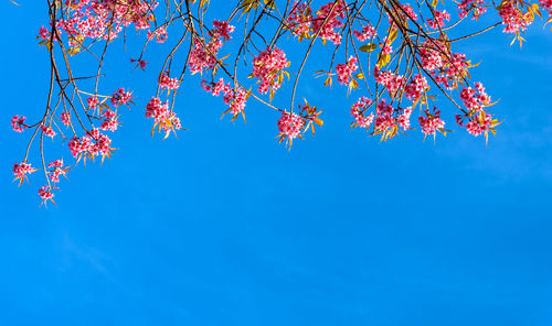 Low angle view of flowering tree against clear blue sky