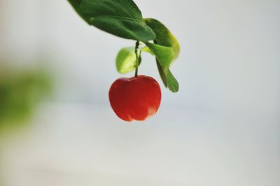 Close-up of red berries on tree