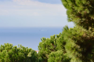 Close-up of plants by sea against sky