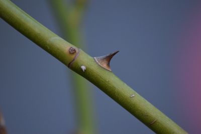 Close-up of fresh green plant