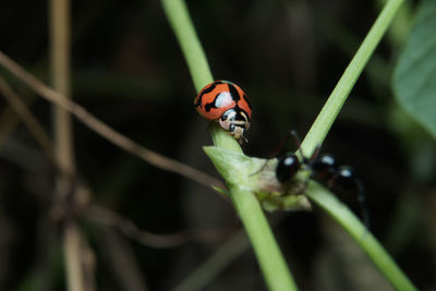 Close-up of ladybug on leaf