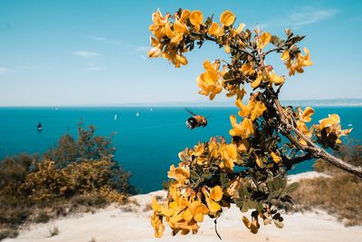 Scenic view of sea and plants against sky