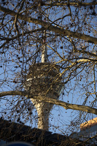 Low angle view of bare tree against sky