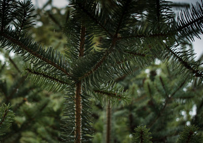 Close-up of pine tree branch