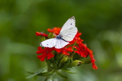 White butterfly on a red flower close-up on a green blurred background on a sunny summer day