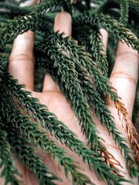 Cropped hand of woman holding plant outdoors