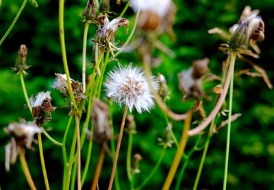Close-up of white dandelion