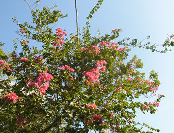 Low angle view of pink flowers blooming on tree