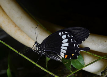 Butterfly on leaf