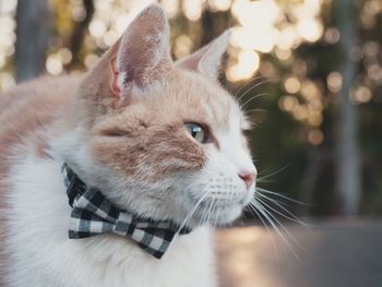 Close-up of a cat looking away