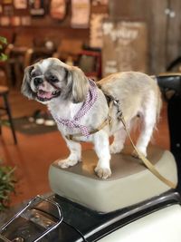 Portrait of dog