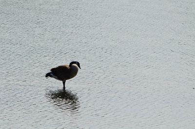 Close-up of birds in water