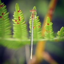 Close-up of insect on plant