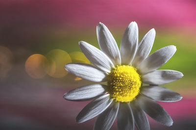 Close-up of yellow flower