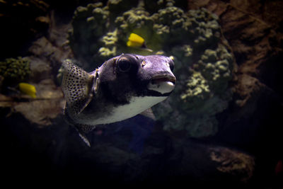 High angle view of fish swimming in aquarium