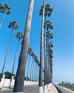 Low angle view of palm trees against clear blue sky