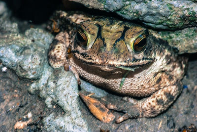 Close-up of frog in rock