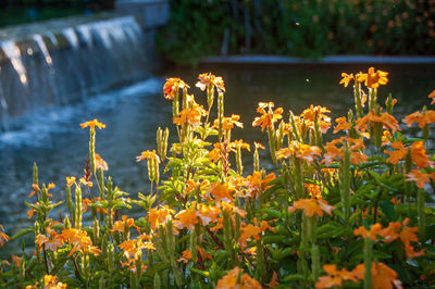 Close-up of flowering plants against lake