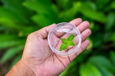 Close-up of hand holding leaves in container over plants