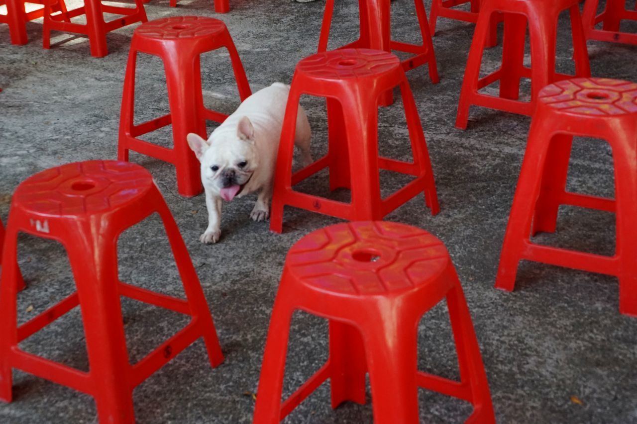 HIGH ANGLE VIEW OF DOG RELAXING ON CHAIR