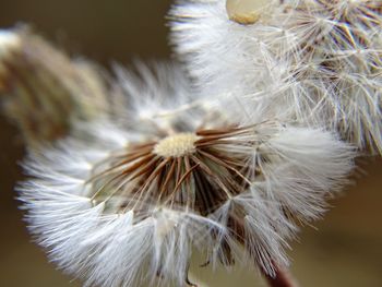 Close-up of dry dandelions