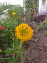 Close-up of yellow flowers blooming on field