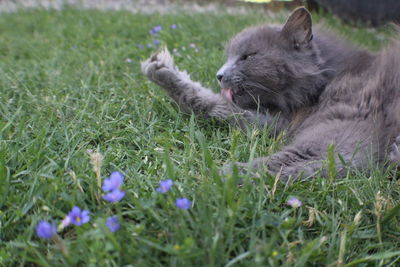 View of a sheep on field